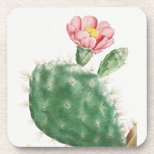 Cactus Cochenillifer, Antique Illustration, 1799 Coaster