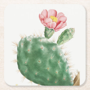 Cactus Cochenillifer, Antique Illustration, 1799 Square Paper Coaster