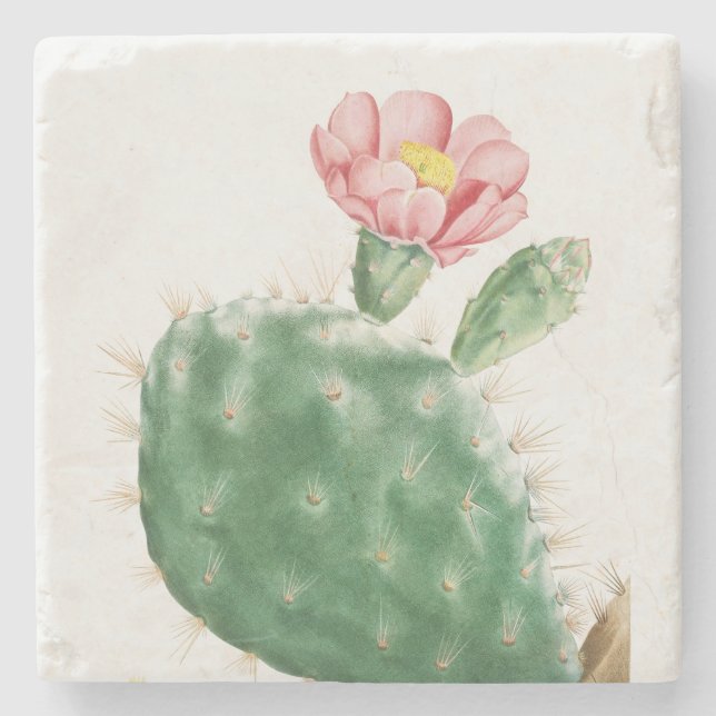 Cactus Cochenillifer, Antique Illustration, 1799  Stone Coaster (Front)