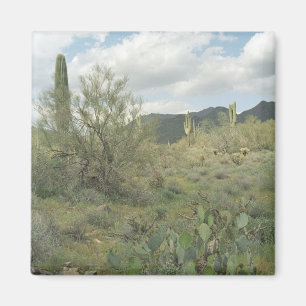Cactus Colouring Desert Refrigerator Magnet