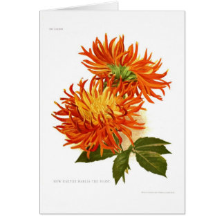 Cactus Dahlia