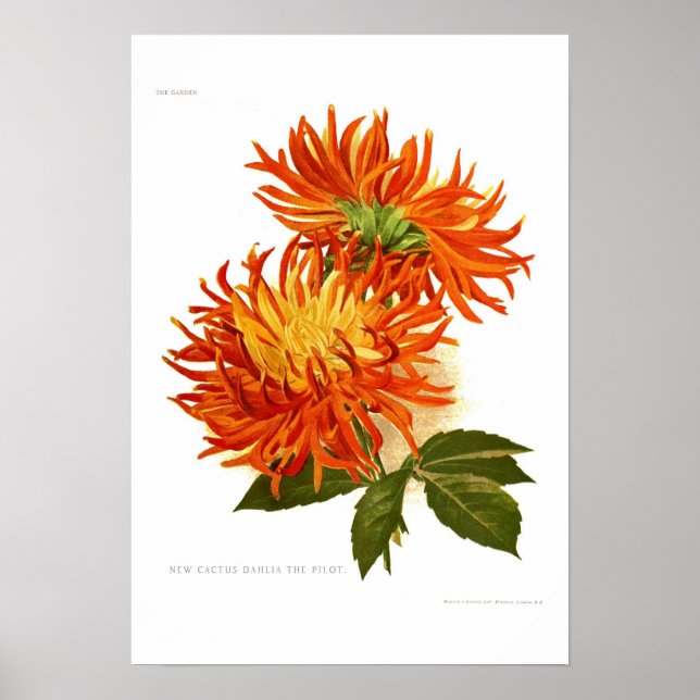 Cactus Dahlia Poster (Front)