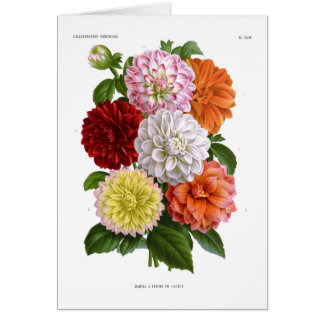 Cactus Dahlias