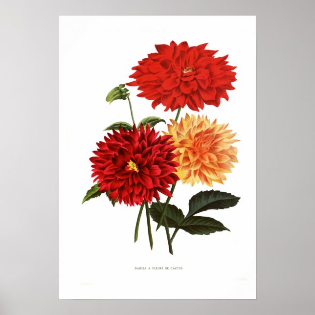 Cactus Dahlias Poster (Front)