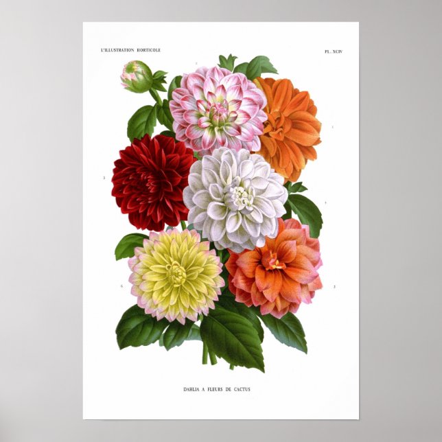 Cactus Dahlias Poster (Front)
