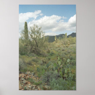 Cactus Desert Colouring Photograph Art Print