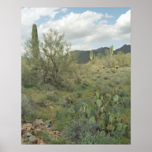 Cactus Desert Colouring Photograph Poster Art
