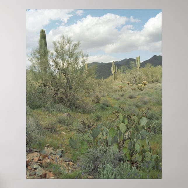 Cactus Desert Colouring Photograph Poster Art (Front)