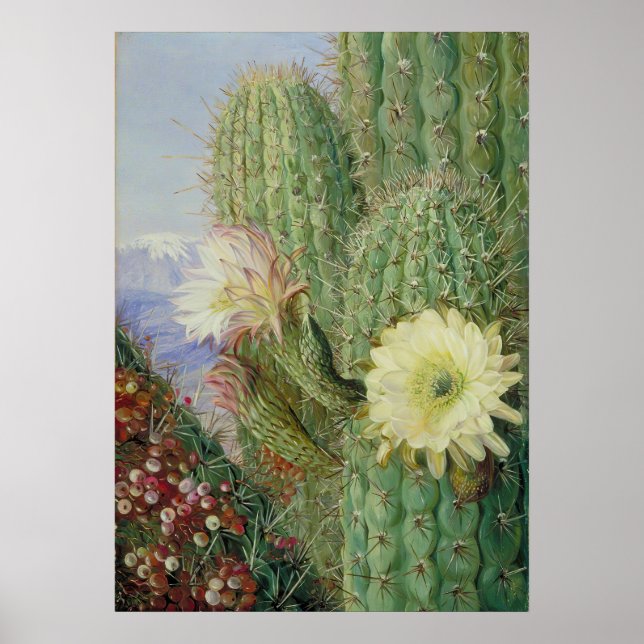  Cactus  Exotic Landscape by Marianne North Poster (Front)
