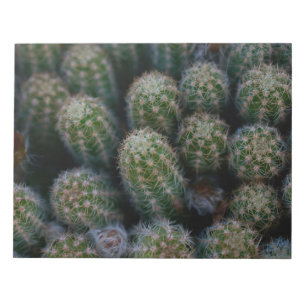 Cactus Family Notepad
