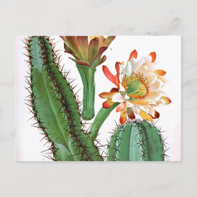Cactus Family Vintage Botanical Print Postcard (Front)