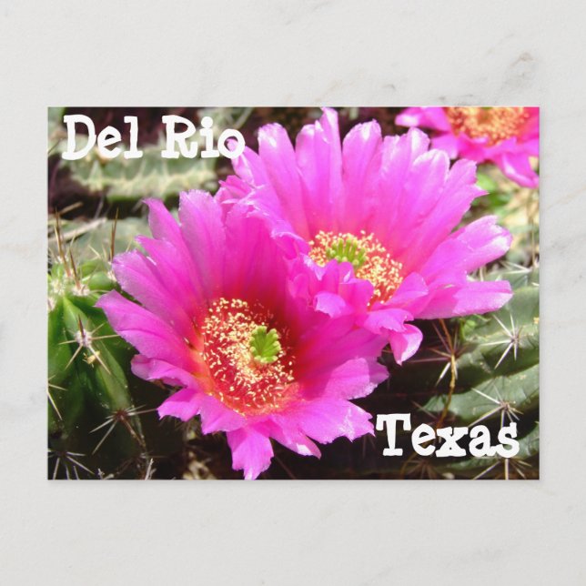Cactus flower Del Rio Texas Postcard (Front)