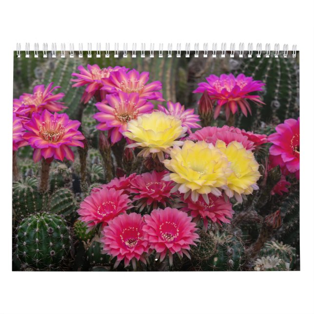 Cactus Flower Paint Calendar (Cover)