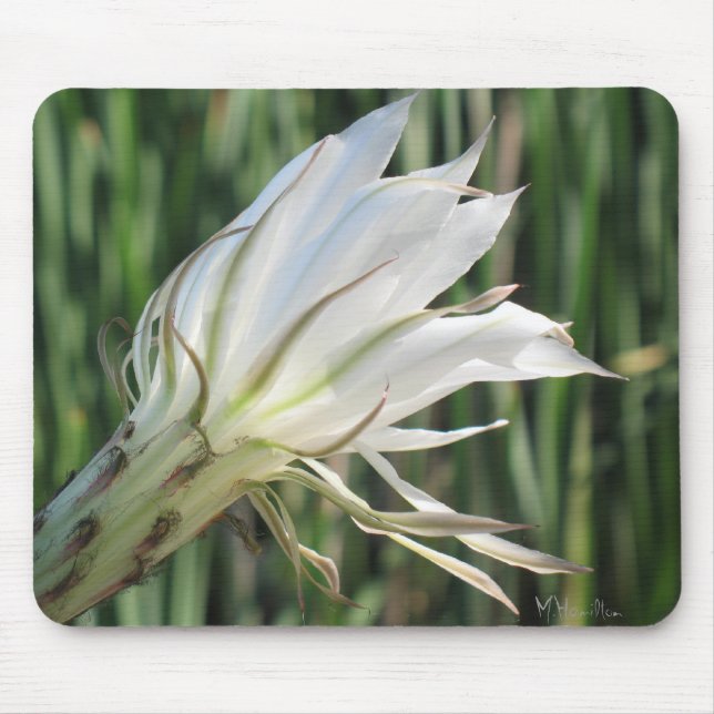 Cactus Flower Photo Mousepad (Front)