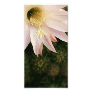 Cactus Flower Photo Print