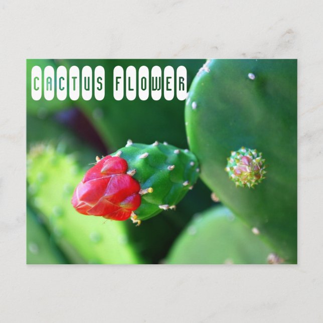 Cactus Flower Plant Postcard (Front)