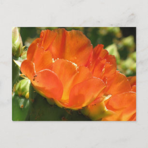 Cactus Flower Postcard