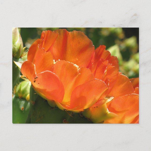 Cactus Flower Postcard (Front)