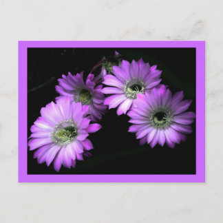 Cactus Flower Postcard