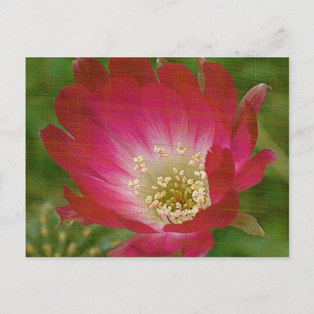 Cactus Flower Postcard (Front)