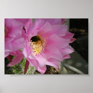 Cactus flower poster
