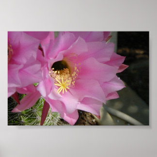 Cactus flower poster
