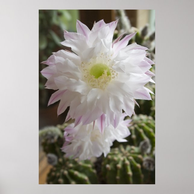 Cactus flower ... poster (Front)