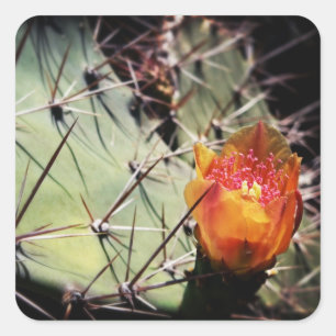 Cactus Flower - Stickers