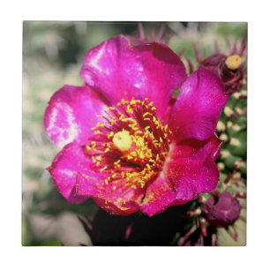 cactus flower tile