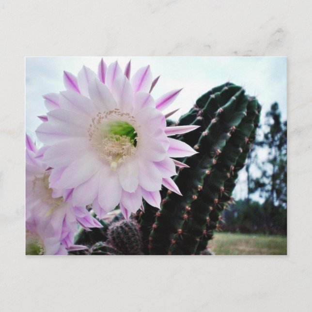 Cactus Flower White Postcard (Front)