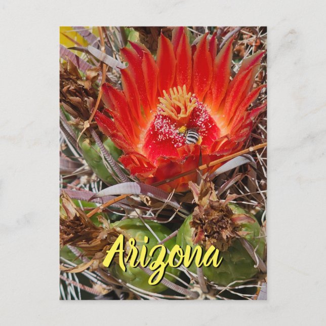 Cactus Flower with Bee, Arizona Postcard (Front)