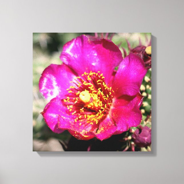 cactus flower wrapped canvas (Front)