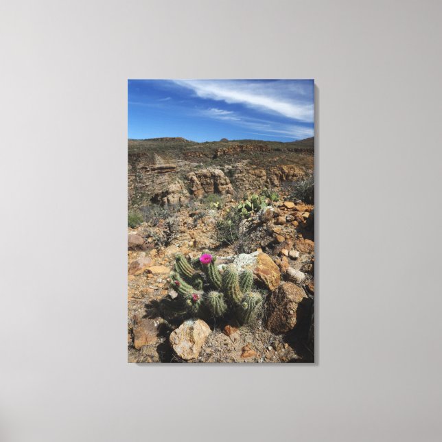 Cactus Flowering Canvas Print (Front)