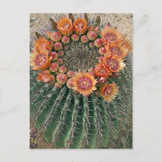 Cactus Flowers 002d Postcard (Front)