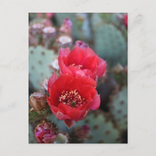 Cactus Flowers Deep Pink Blooms Postcard (Front)