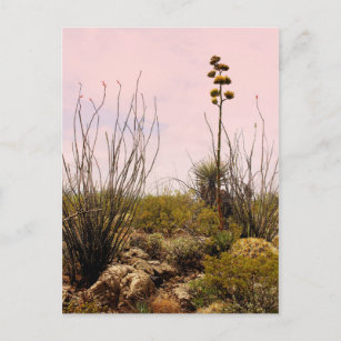 Cactus Flowers New Mexico Blooms Postcard