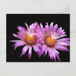 Cactus Flowers on Postcard