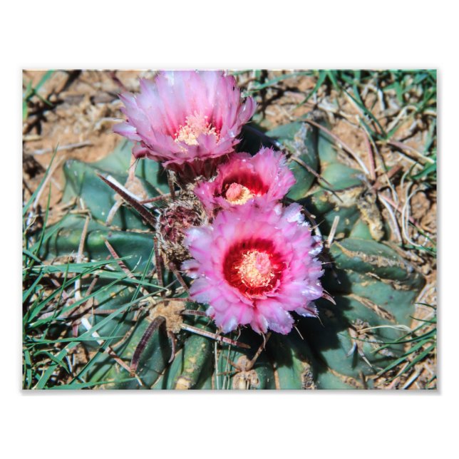 Cactus Flowers Photo Print (Front)