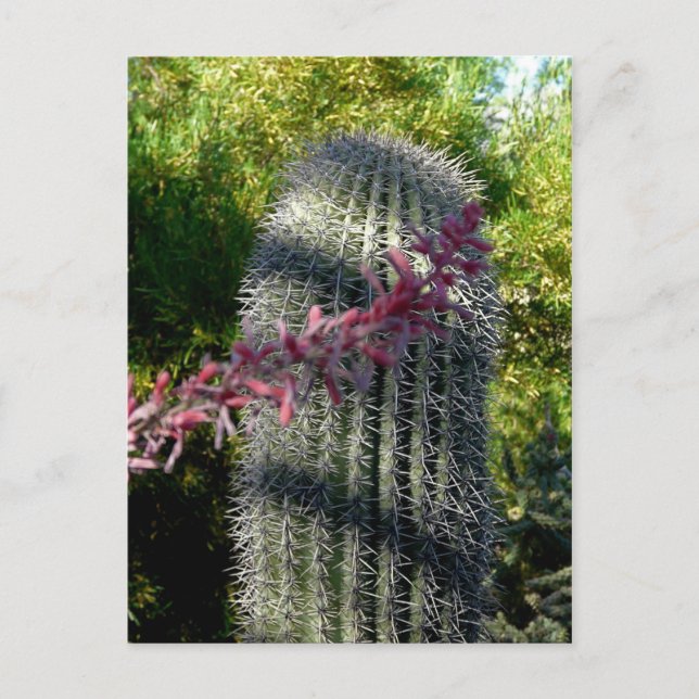 Cactus & flowers Postcard (Front)