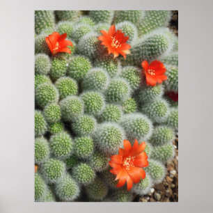 Cactus Flowers Poster