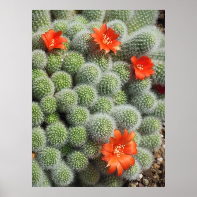 Cactus Flowers Poster (Front)