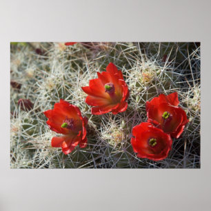 Cactus flowers poster