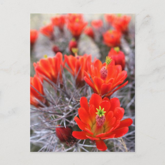 Cactus Flowers Red Blooms Claret Cups Postcard (Front)