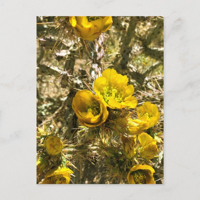 Cactus Flowers Yellow Cholla Blooms Postcard (Front)