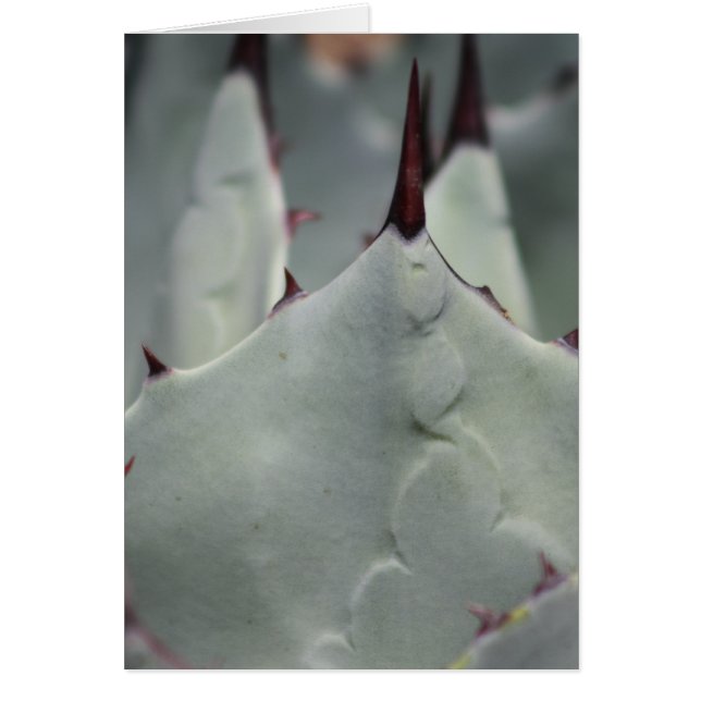 Cactus from the yard (Front)