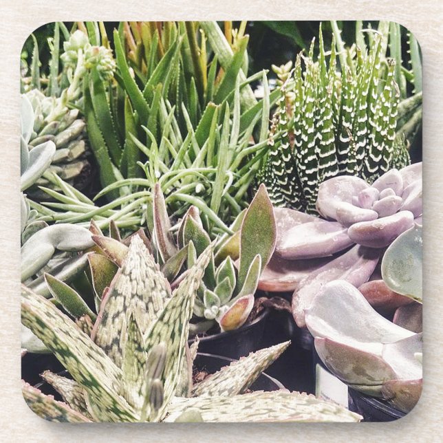 Cactus Garden Coaster (Front)