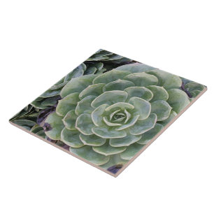 Cactus Garden Tile
