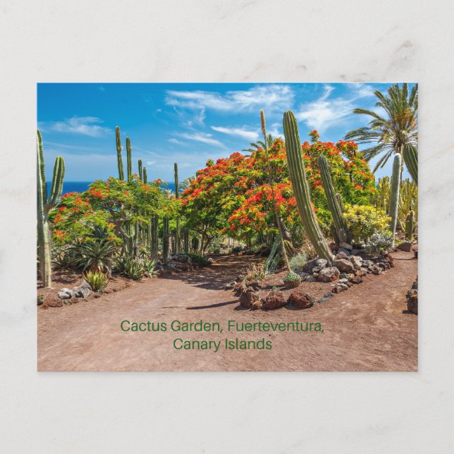 Cactus Garen, Fuerteventura, Canary Islands, Postcard (Front)