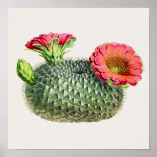 Cactus Illustration Poster
