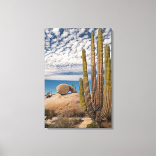 Cactus In Desert Scenic Canvas Print